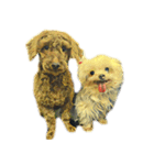 犬！！！マルチーズ トイプードル 柴犬（個別スタンプ：5）