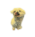 犬！！！マルチーズ トイプードル 柴犬（個別スタンプ：6）
