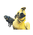 犬！！！マルチーズ トイプードル 柴犬（個別スタンプ：7）