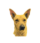 犬！！！マルチーズ トイプードル 柴犬（個別スタンプ：8）