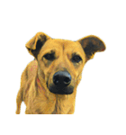 犬！！！マルチーズ トイプードル 柴犬（個別スタンプ：9）