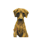犬！！！マルチーズ トイプードル 柴犬（個別スタンプ：10）