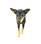 犬！！！マルチーズ トイプードル 柴犬（個別スタンプ：11）