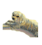 犬！！！マルチーズ トイプードル 柴犬（個別スタンプ：12）