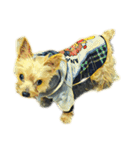 犬！！！マルチーズ トイプードル 柴犬（個別スタンプ：13）