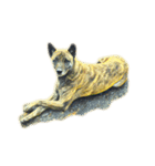 犬！！！マルチーズ トイプードル 柴犬（個別スタンプ：14）