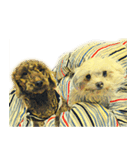 犬！！！マルチーズ トイプードル 柴犬（個別スタンプ：15）