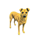 犬！！！マルチーズ トイプードル 柴犬（個別スタンプ：16）