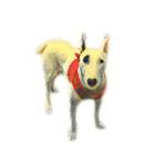 犬！！！マルチーズ トイプードル 柴犬（個別スタンプ：17）