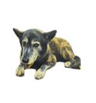 犬！！！マルチーズ トイプードル 柴犬（個別スタンプ：18）