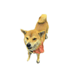 犬！！！マルチーズ トイプードル 柴犬（個別スタンプ：19）