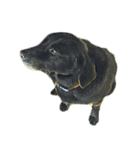 犬！！！マルチーズ トイプードル 柴犬（個別スタンプ：21）