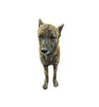 犬！！！マルチーズ トイプードル 柴犬（個別スタンプ：22）