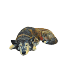 犬！！！マルチーズ トイプードル 柴犬（個別スタンプ：24）