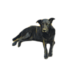 犬！！！マルチーズ トイプードル 柴犬（個別スタンプ：25）