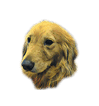 犬！！！マルチーズ トイプードル 柴犬（個別スタンプ：26）