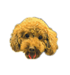 犬！！！マルチーズ トイプードル 柴犬（個別スタンプ：27）