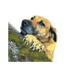 犬！！！マルチーズ トイプードル 柴犬（個別スタンプ：29）