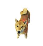 犬！！！マルチーズ トイプードル 柴犬（個別スタンプ：30）