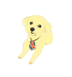 犬！！！マルチーズ トイプードル 柴犬（個別スタンプ：31）