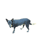 犬！！！マルチーズ トイプードル 柴犬（個別スタンプ：32）