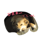 ちゃ太郎  スタンプ（個別スタンプ：8）