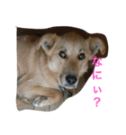 ちゃ太郎  スタンプ（個別スタンプ：9）