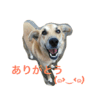 ちゃ太郎  スタンプ（個別スタンプ：13）