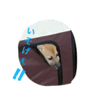 ちゃ太郎  スタンプ（個別スタンプ：22）