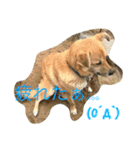 ちゃ太郎  スタンプ（個別スタンプ：23）