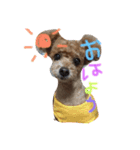 ちゃちゃ犬（個別スタンプ：1）