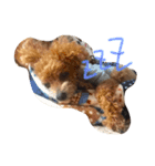 ちゃちゃ犬（個別スタンプ：2）