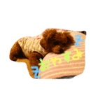ちゃちゃ犬（個別スタンプ：3）