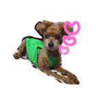 ちゃちゃ犬（個別スタンプ：4）