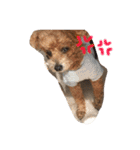 ちゃちゃ犬（個別スタンプ：5）