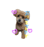 ちゃちゃ犬（個別スタンプ：6）
