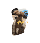 ちゃちゃ犬（個別スタンプ：7）