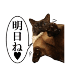黒猫さんと白猫さん 2（個別スタンプ：3）