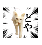黒猫さんと白猫さん 2（個別スタンプ：4）