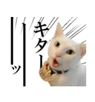 黒猫さんと白猫さん 2（個別スタンプ：5）