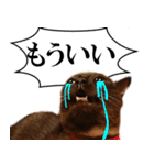 黒猫さんと白猫さん 2（個別スタンプ：7）