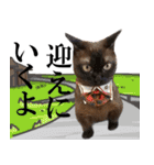 黒猫さんと白猫さん 2（個別スタンプ：11）