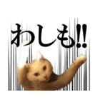 黒猫さんと白猫さん 2（個別スタンプ：13）