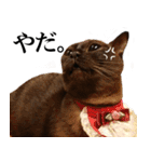 黒猫さんと白猫さん 2（個別スタンプ：15）
