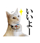 黒猫さんと白猫さん 2（個別スタンプ：16）