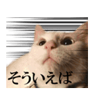 黒猫さんと白猫さん 2（個別スタンプ：17）