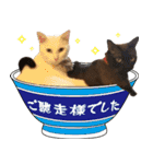 黒猫さんと白猫さん 2（個別スタンプ：18）