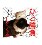 黒猫さんと白猫さん 2（個別スタンプ：19）