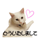 黒猫さんと白猫さん 2（個別スタンプ：20）
