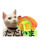 黒猫さんと白猫さん 2（個別スタンプ：23）